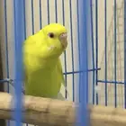 طيور البادجي ( طيور الحب)