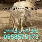الخرج وضواحيها بيع غنم معزا ابل حشو