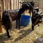 3 تحتها 3 من 970