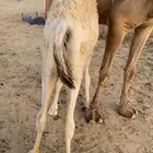بكره كفو على حليب امها السوم 5000