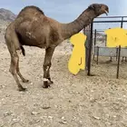 جمل مزيون للبيع