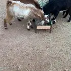 خمسة تيوس للبيع