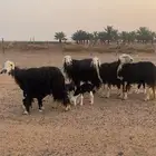 للبيع 4 غنم ولد