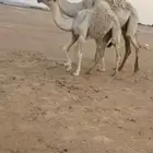 تم البيع تم البيع بكر عشرا كفووو معها بكره كفو