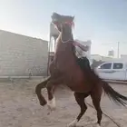 السلام عليكم عرض حصان