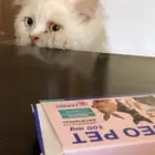 قط حنون ابيض للتبني بالدمام