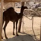 قعود