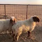 للبيع نعيم بريااات