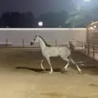 فرس واهو خط جمال