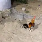 دجاج