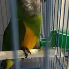 ببغاء سنغالي