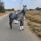 فرس شعبية السوم 4250 بالسوق