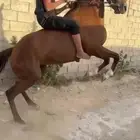 فرس مشروكه كفو وسبوق ومعروفه