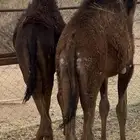 حشوان كفو