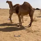 لقحه حمرا