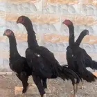 دجاج شامو الماني