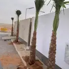 وشنطونيا زينه ابومروحه جميع المقاسات