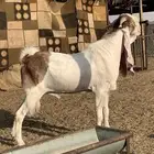 تيس ثني