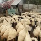 ضان فواخر للبيع مراح واحد