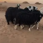 غنم نجد دفيع