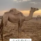 بنت الحاكم الزهراني