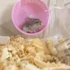 هامستر ونتر وايت