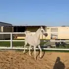 فرس شعبيه شيخه