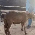 سواكني تربيه طيب