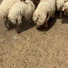 خرفان نعيم فاخر
