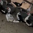 القنفدة القوز