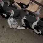 القنفدة القوز