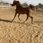 مهره شعبيه