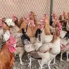 دجاج بلدي بياض شرط