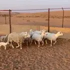 شياه للبيع