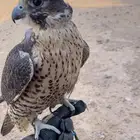 جير شاهين
