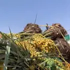 خلاص مجدول صقعي