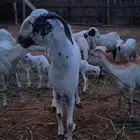 تيس للبيع