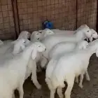 بهم للبيع