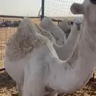 قعدان قصب طيبها