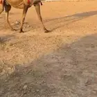 خلفه صفرا طيبه