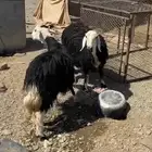 نجد للبيع