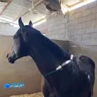 حصان كفو للبيع