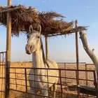 حصان جزيري سبوق