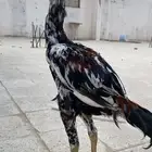ديك  باكستاني سندي