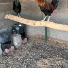 ديك عربي