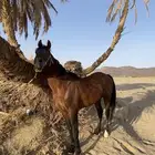 حصان للبيع