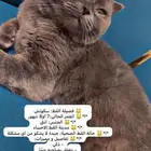 قطه للبيع الاسم دودي ذكيه وتحب اللعب مع الاطفال ومعقمه