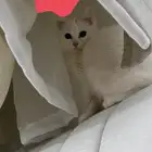 قط تبني