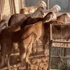 سواكن تربيه العدد 10