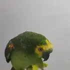 امزوني بلوفرنتد جاكو متكلم جريئ